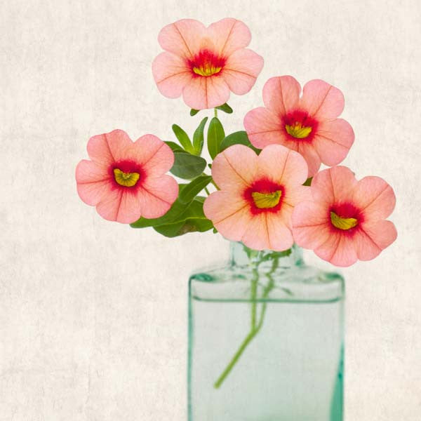 Pink Calibrachoa Flower Photography Print by Allison Trentelman