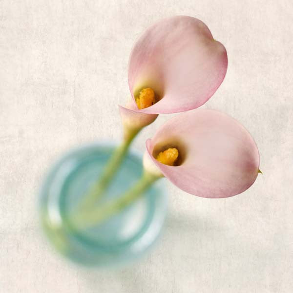Pink Calla Lily Flower Photography Print by Allison Trentelman