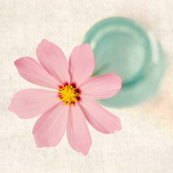 Pink Cosmos Flower Photography Print by Allison Trentelman