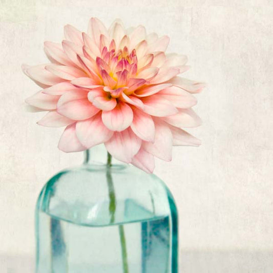 Pink Dahlia Flower Photography Print by Allison Trentelman