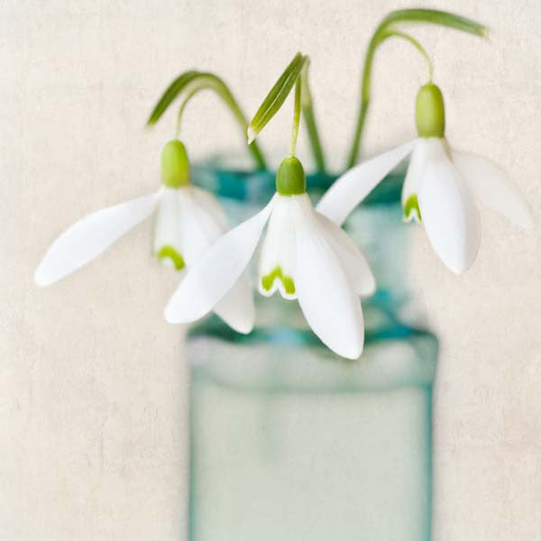 Snowdrops Flower Photography Print by Allison Trentelman