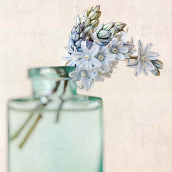 Striped Squill Flower Photography Print by Allison Trentelman