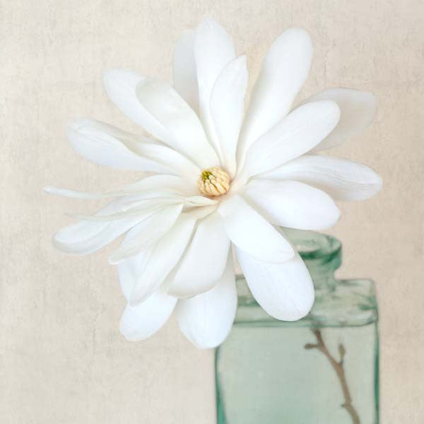 White Magnolia Flower Photography Print by Allison Trentelman