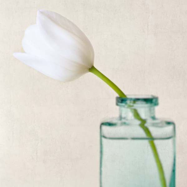 White Tulip Flower Photography Print by Allison Trentelman