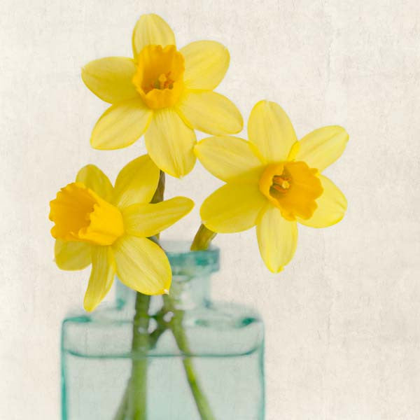 Yellow Daffodils Flower Photography Print by Allison Trentelman