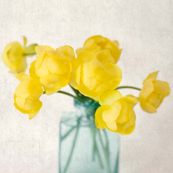 Yellow Globeflower Flower Photography Print by Allison Trentelman