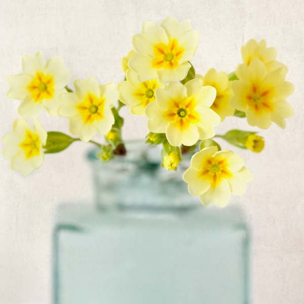 Yellow Primrose Flower Photography Print by Allison Trentelman