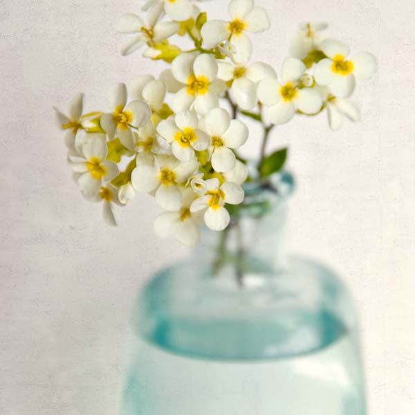 Yellow Rock Cress Flower Photography Print by Allison Trentelman