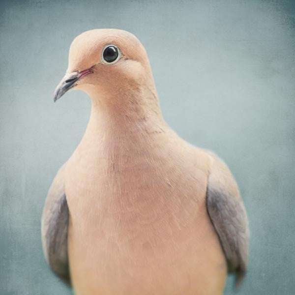 Mourning dove photograph, bird wall decor print
