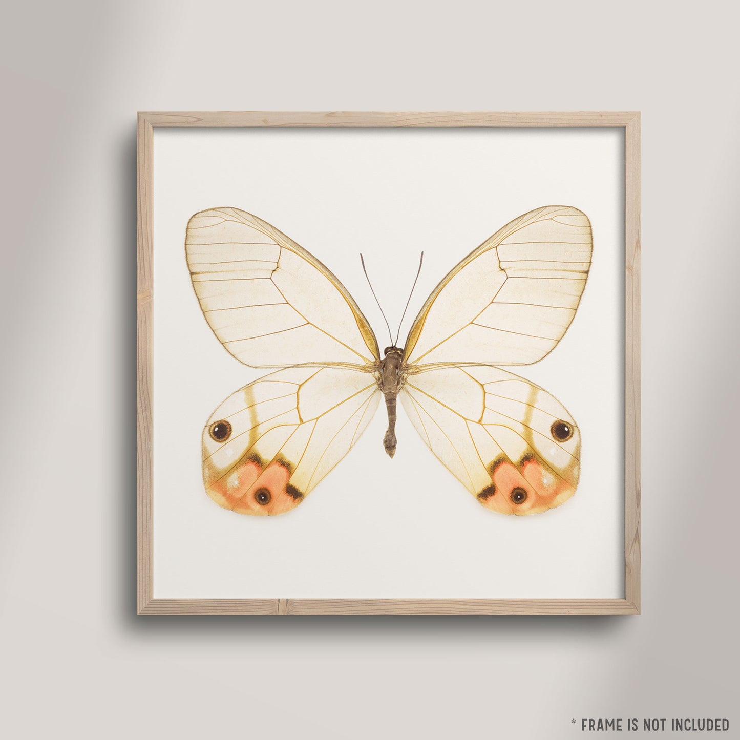 SQ Butterfly No. 2 - Orange Glasswing Butterfly