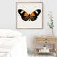 SQ Butterfly No. 13 - Orange Longwing Butterfly