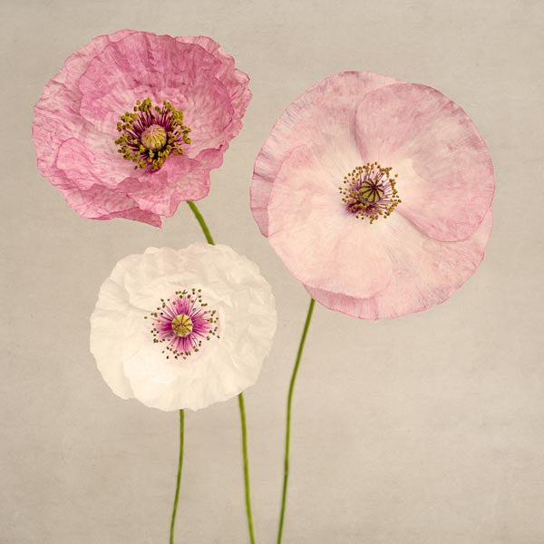 Set of 4 Pink Poppy Prints