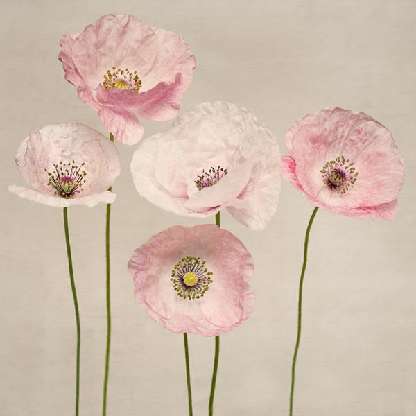 Set of 4 Pink Poppy Prints