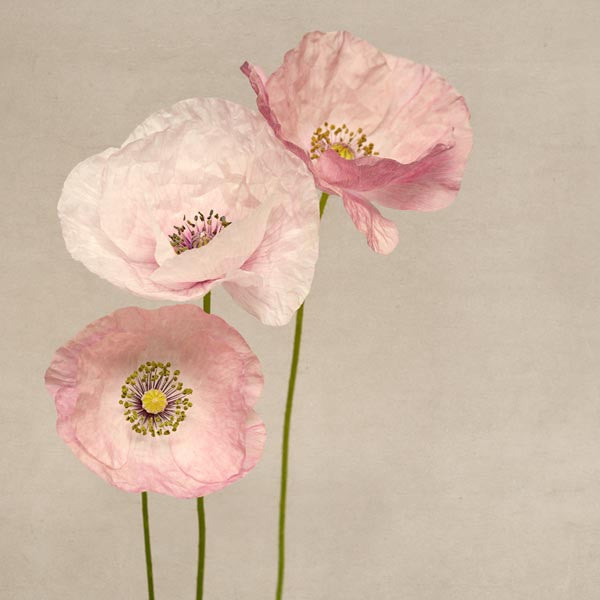 Photography print of three pink shirley poppies