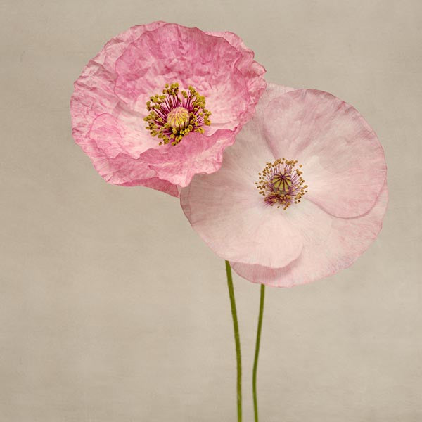 Shirley Poppies - Set of 3