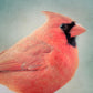 Red Cardinal Fine Art Photo
