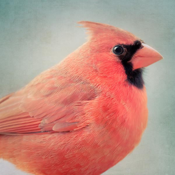 Red Cardinal Fine Art Bird Print