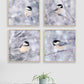set of 4 chickadee photographs
