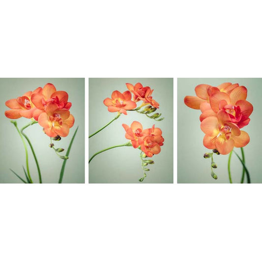 set of 3 freesia flower prints by allison trentelman