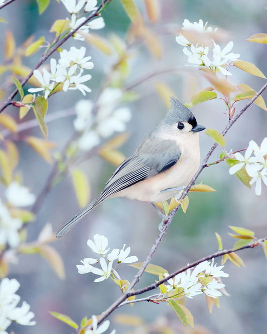 Tufted Titmouse in Spring