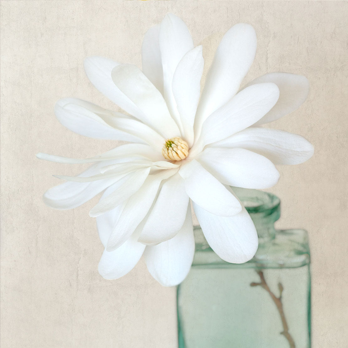 White Flowers - Set of 3