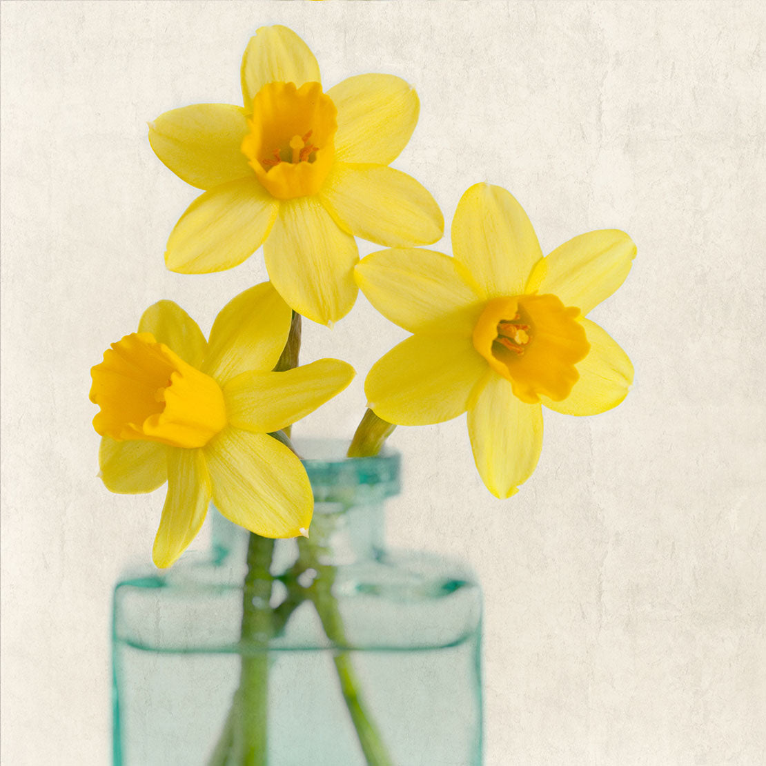 yellow daffodils still life print
