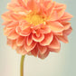 Fine Art Flower Photography Print of an Orange Dahlia