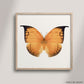 SQ Butterfly No. 8 - Orange Leafwing