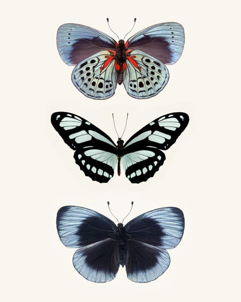 Blue Butterfly Print