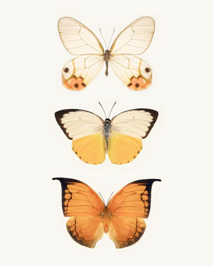 Orange and Yellow Butterflies Fine Art Print