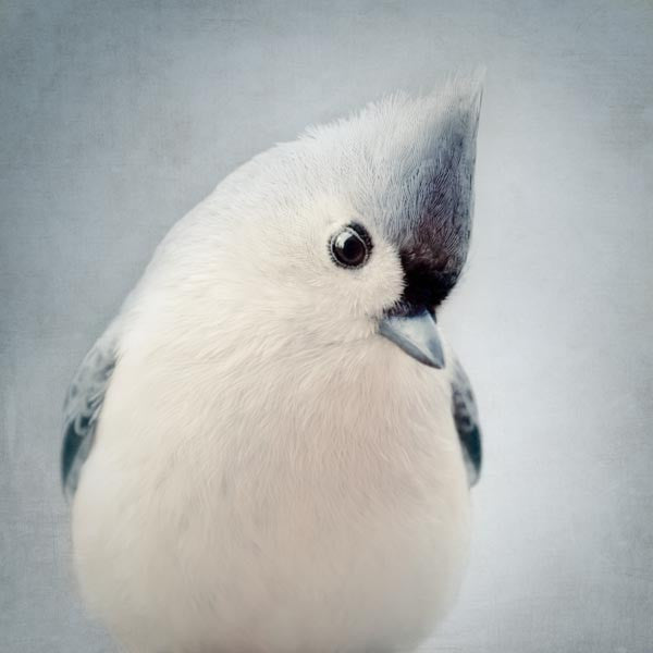 Tufted Titmouse Fine Art Bird Photography Print