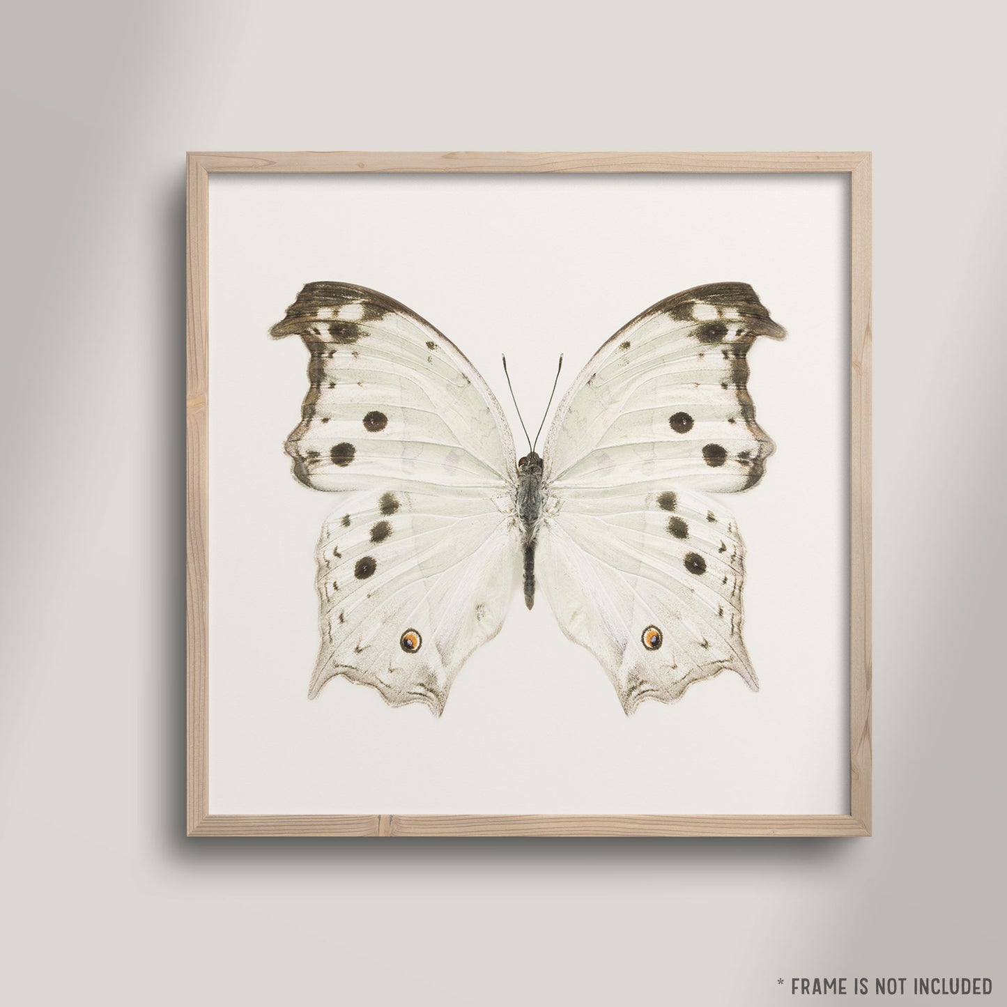 SQ Butterfly No. 3 - Mother-of-Pearl Butterfly