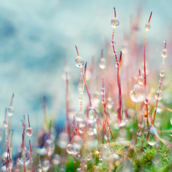Nature Photography Print of Droplets on Moss
