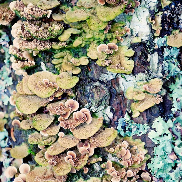 Abstract Lichen Nature Photography Print