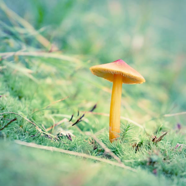 Little Orange Mushroom Nature Photograph