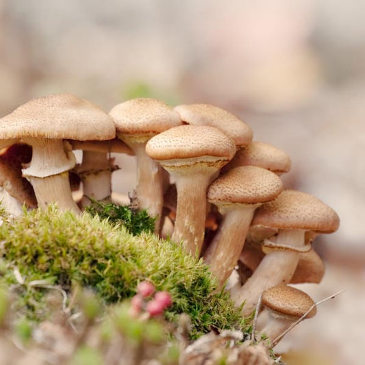 Mushroom Photography Print