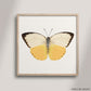 SQ Butterfly No. 7 - Orange Migrant Butterfly